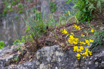 Yellow flower on top of Monte Titano in San Marino 
