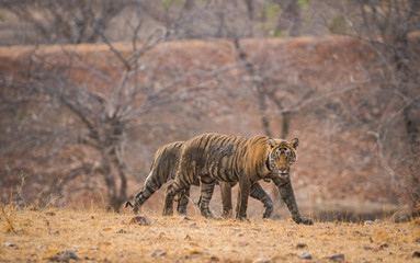 Obraz na płótnie Canvas Sibling from Ranthambore Tiger Reserve