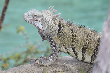Leguan auf Fels im Meer