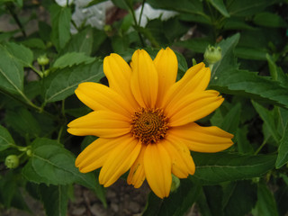 Beautiful yellow flowers background. Nature backgrounds. Yellow flower