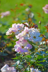 White and Pink Colored Flowers