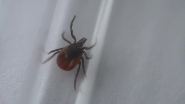 tick crawling in a box trying to get out