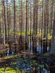 Fototapeta premium Forest reflected in water