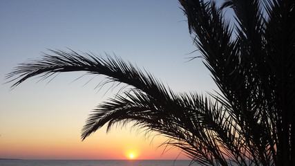 Fototapeta na wymiar Sunrise under the palm trees.