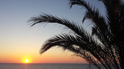 Naklejka na ściany i meble Sunrise under the palm trees.