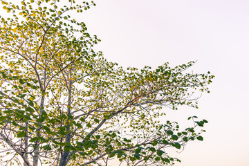 Green leave on white background.Leaves frame isolated on white background