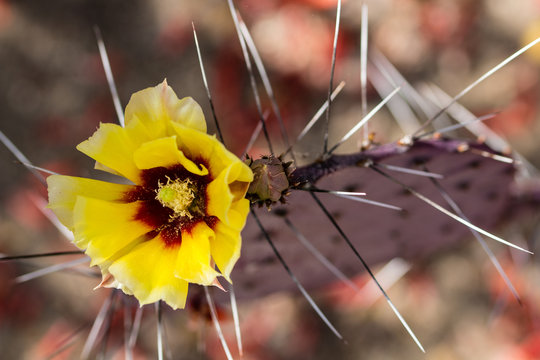 Yellow Cactus Flower