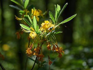 wild rhododendron yellow