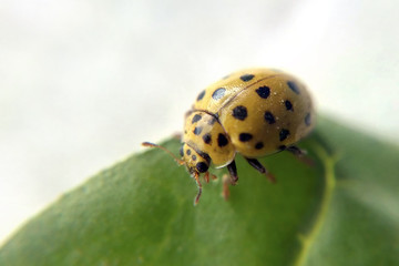 Ladybug yellow on a sheet of macro blurred background, insect in spots close-up in the summer
