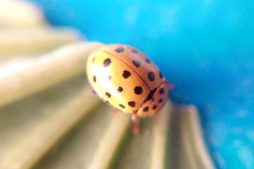 Yellow ladybug macro blurred background, spotted insect close-up