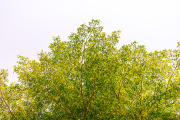 Fototapeta na wymiar Green leaves of Terminalia ivorensis tree on white background.
