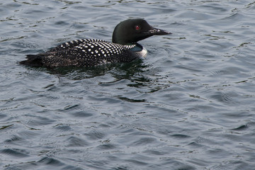 A lone Loon bird on floating on the water