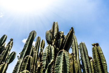 Cactus wall against clear blue sky