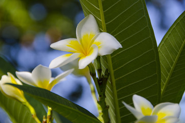 biało - żółta frangipani