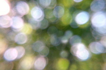 Obraz premium Bokeh background natural blurred natural forest green