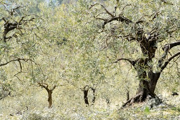 Sunny olive trees field, just pruned, with a few prunings laying on the floor forming a heavy sliver mat. Spring in Provence, France