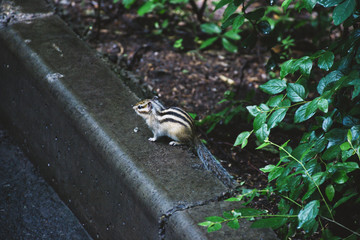 Novosibirsk Zoo Chipmunk