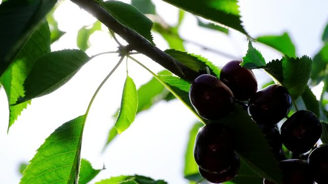 A view of numerous cherries, hanging on a cherry-tree