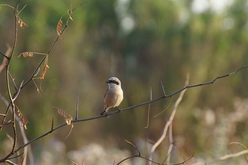small bird sits on a branch with autumn leaves