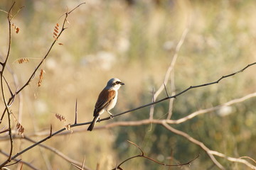small bird sits on a branch with autumn leaves