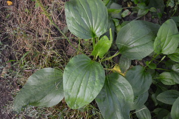 On land with shallow grass, a green plantain grows