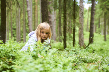 Child blond little girl picking fresh berries on blueberry field in forest. Child pick blue berry in the woods.
