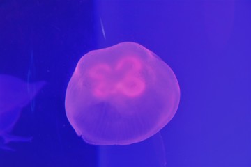 Neon Jellyfish