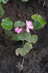 Street up flowers with purple flowers and inflorescence