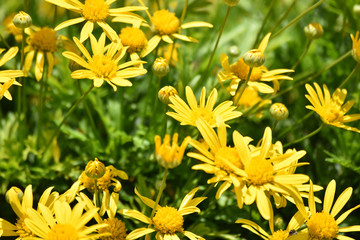 Margaritas amarillas