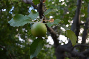 On a green tree weighs one fresh apple with leaves