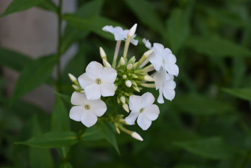 Beautiful white color homemade in the yard on a background of green leaves