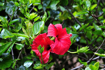 chinese hibiscus shrub with red flowers