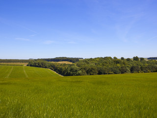 barley crop and woodland