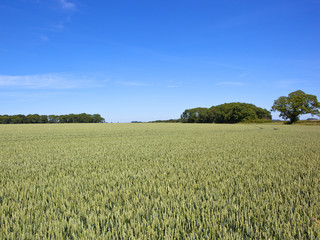 Obraz premium ripening wheat crop