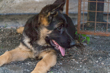 A puppy of a German shepherd lying at the enclosure. Dressing and dogs.