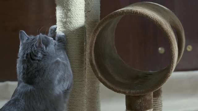 Cat sharpening his claws on vertical scratching post in slow motion