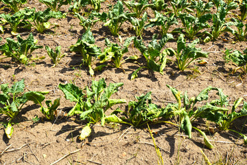 Due to water scarcity dry chard fields (Beta vulgaris cicla) in northern Germany in summer.