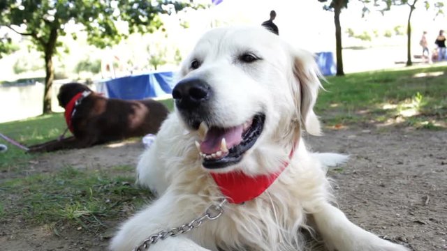 Golden Retriever lying on public park