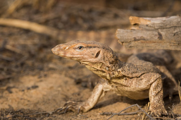 Naklejka na ściany i meble Monitor Lizard, Ranthmbore National Park