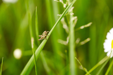 Grasshopper on green grass. Close up.