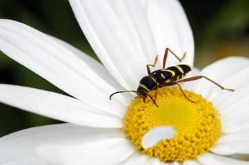 Insecte sur une fleur