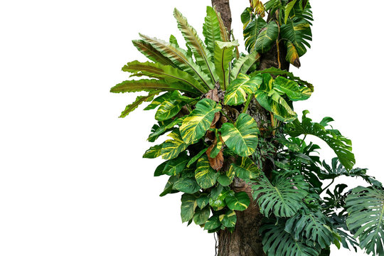 Fototapeta Rainforest tree trunk with tropical foliage plants, Monstera, golden pothos vines ivy, bird's nest fern, and orchid leaves isolated on white background with clipping path, rich biodiversity in nature.