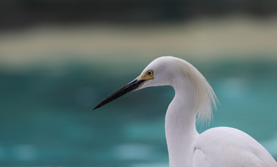 Snowy Egret