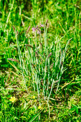 Young clump of grass on a spring meadow.