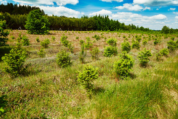 Fototapeta na wymiar Natural cultivation of young spruce trees in the midst of green grass. Blue sky with clouds in the background.