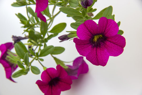 beautiful background of flowers.fuffs.Petunia on white background