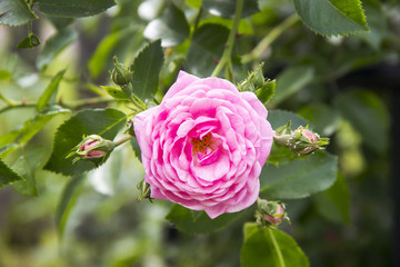 Beautiful pink climbing roses in spring in the garden