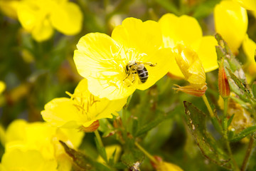 Bee pollinates a yellow flower