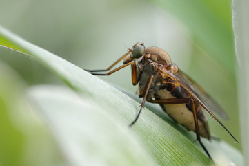 mouche
