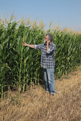 Naklejka na ściany i meble Farmer or agronomist inspecting quality of corn plants in field and using mobile phone, early summer